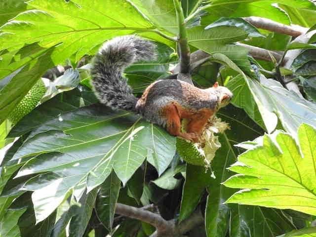 leaf, nature, animal themes, growth, one animal, plant, animals in the wild, green color, no people, tree, outdoors, animal wildlife, close-up, day, beauty in nature, mammal