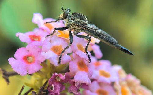 Close-up of insect on purple flower