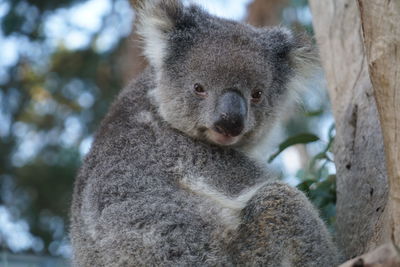 Close-up portrait of an animal