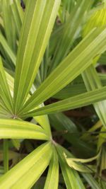 Close up of green leaves