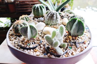 Close-up of succulent plant