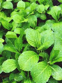 Full frame shot of wet leaves