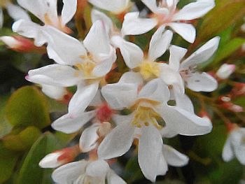 Close-up of white flowers