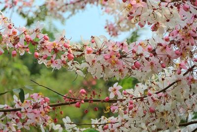 Low angle view of rainbow shower tree, gorgeous tropical tree, with blue sky in summer time. 