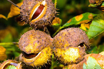 Close-up of fruit