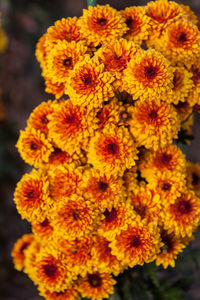 Close-up of marigold