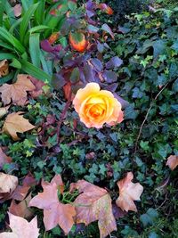 Close-up of flowers blooming outdoors