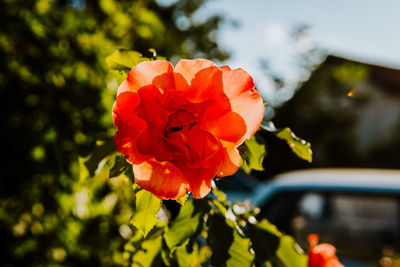 Close-up of red rose