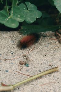 High angle view of insect on plant