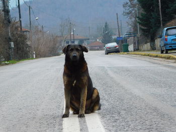 Dog standing on road in city