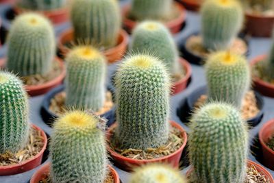 High angle view of cactus plants on field