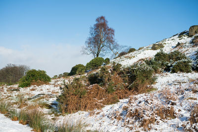 Trees in forest during winter