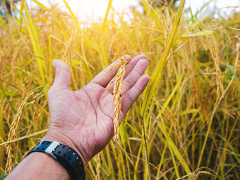 Close-up of man hand on grass