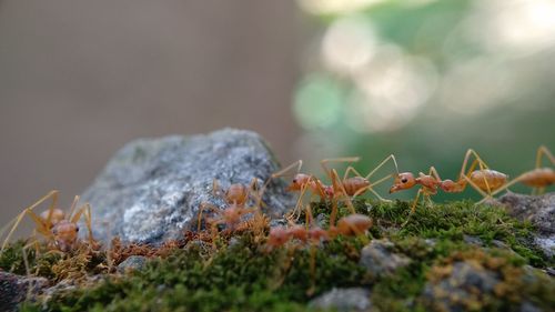 Close-up of moss growing on rock