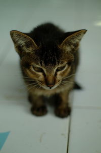 Close-up portrait of a cat