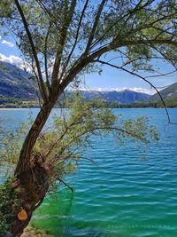 Tree by lake against sky