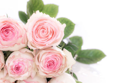 Close-up of pink roses against white background