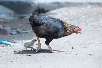 Chicken and young bird on field