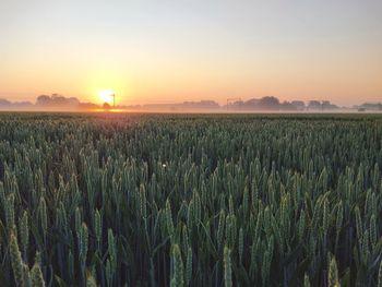 Crops growing on field against sky during sunset