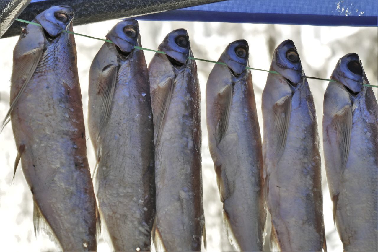 CLOSE-UP OF FISH FOR SALE IN MARKET