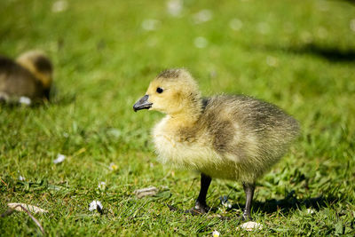 View of a bird on field