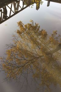 Leaves on tree trunk