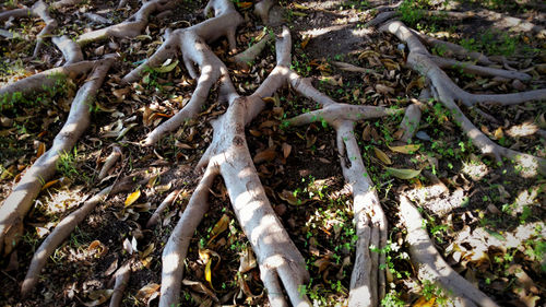 Trees in the forest