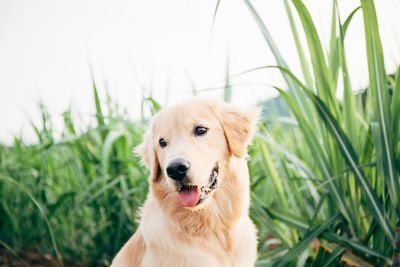 Close-up portrait of dog