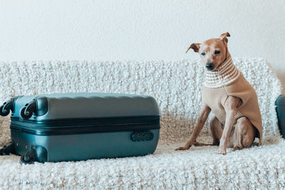 Dog standing on floor