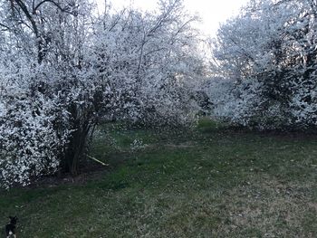 View of cherry trees in forest