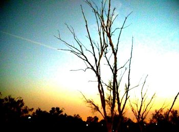 Silhouette of trees at sunset