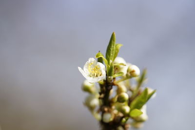 Close-up of white flowering plant