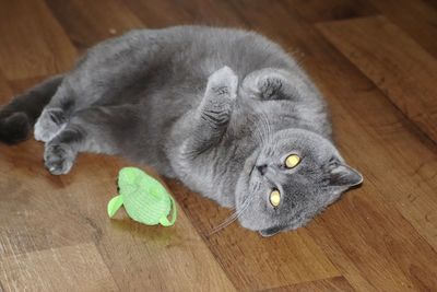 High angle view of cat lying on floor