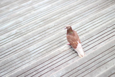 High angle view of bird on wood