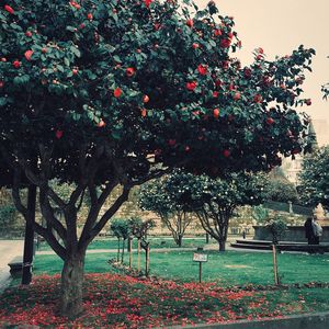 Trees in park