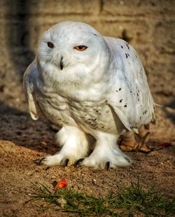 Close-up of a bird on land