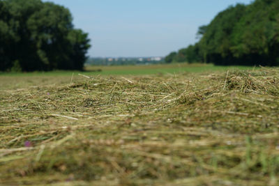 Surface level of land against clear sky