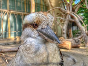 Close-up of a bird looking away