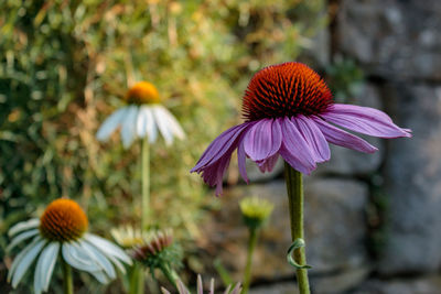 Close-up of purple flower