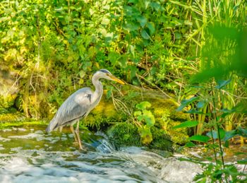 View of mallard duck on riverbank