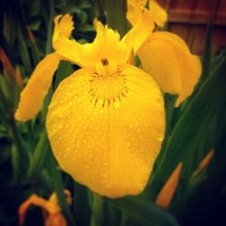 Close-up of yellow flower