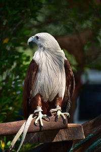 Close-up of eagle perching on wooden post