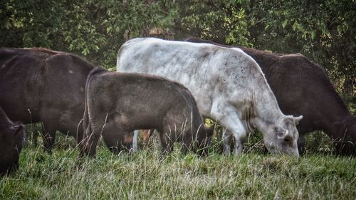 Cow grazing on field