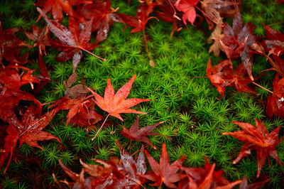 High angle view of maple leaves on field