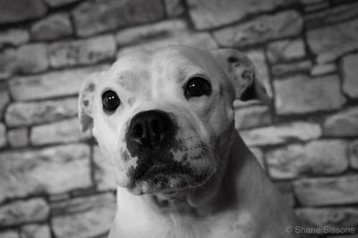 Close-up portrait of dog against wall