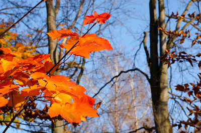 Low angle view of maple leaves on tree