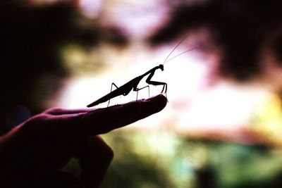 Close-up of insect on hand