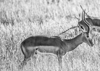 View of deer on field