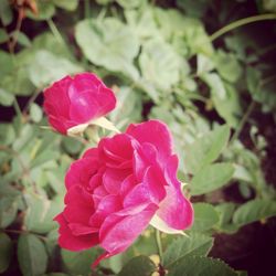 Close-up of pink rose blooming outdoors