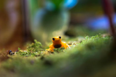 Close-up of ladybug on leaf